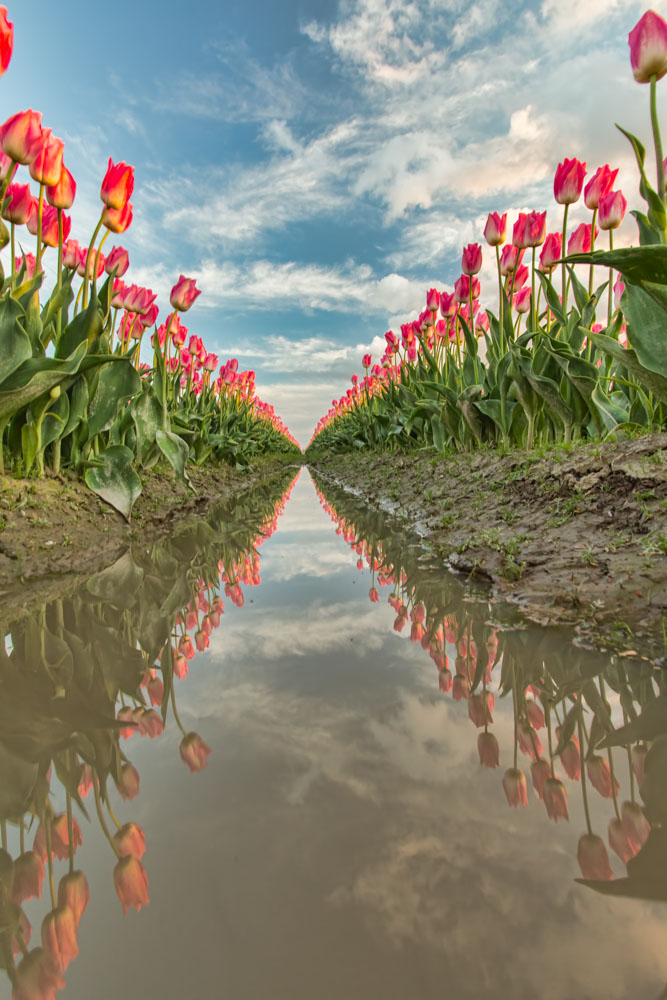 Pink Tulip Reflection