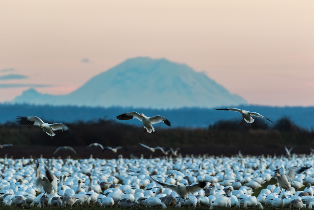 Snowgeese with Mt. Rainier