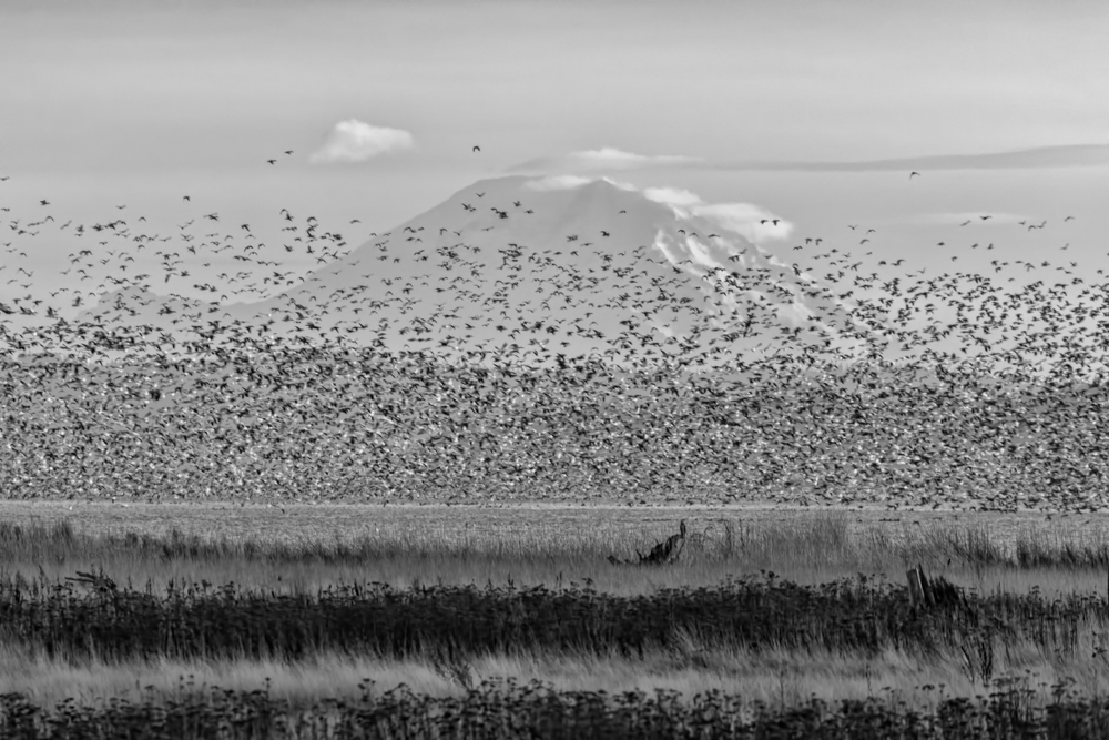 Snowgeese and Mt Rainier