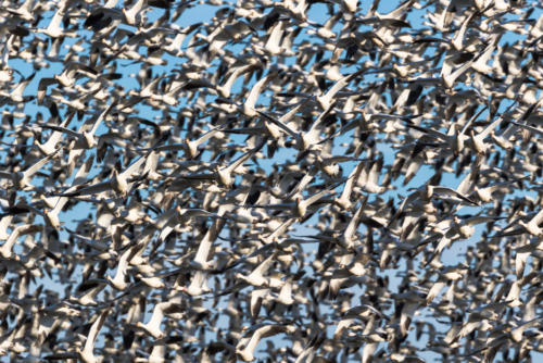 Snow Geese