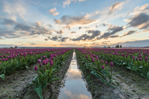 Skagit Valley Tulips at Sunset