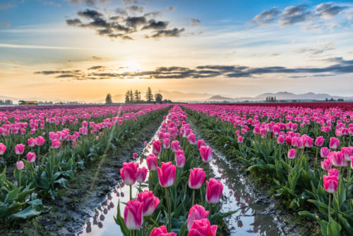 Pink Tulip Sunrise - Skagit Valley Washington