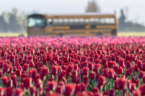 Red Tulips - Skagit Valley