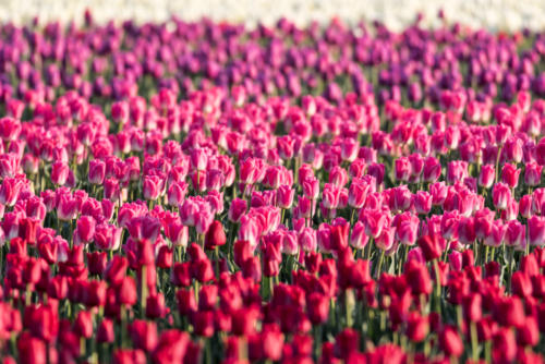 Skagit Valley Tulips