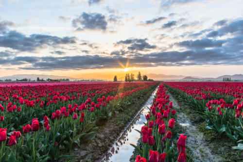 Skagit Valley Tulips at Sunrise